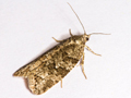 Cnephasia communana